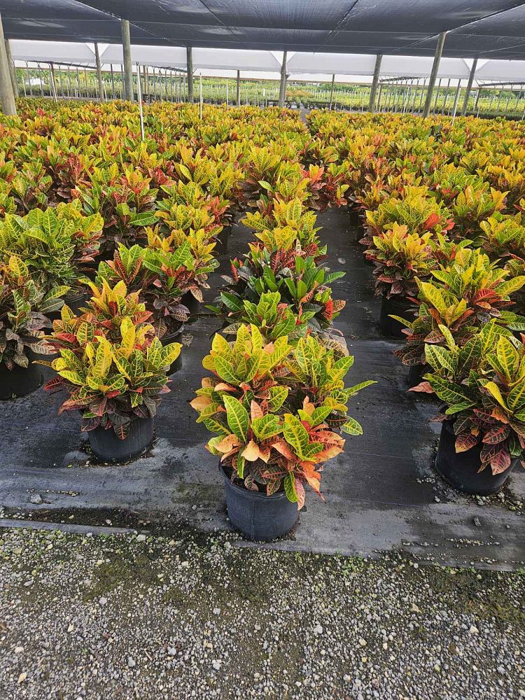 codiaeum-variegatum-petra-croton