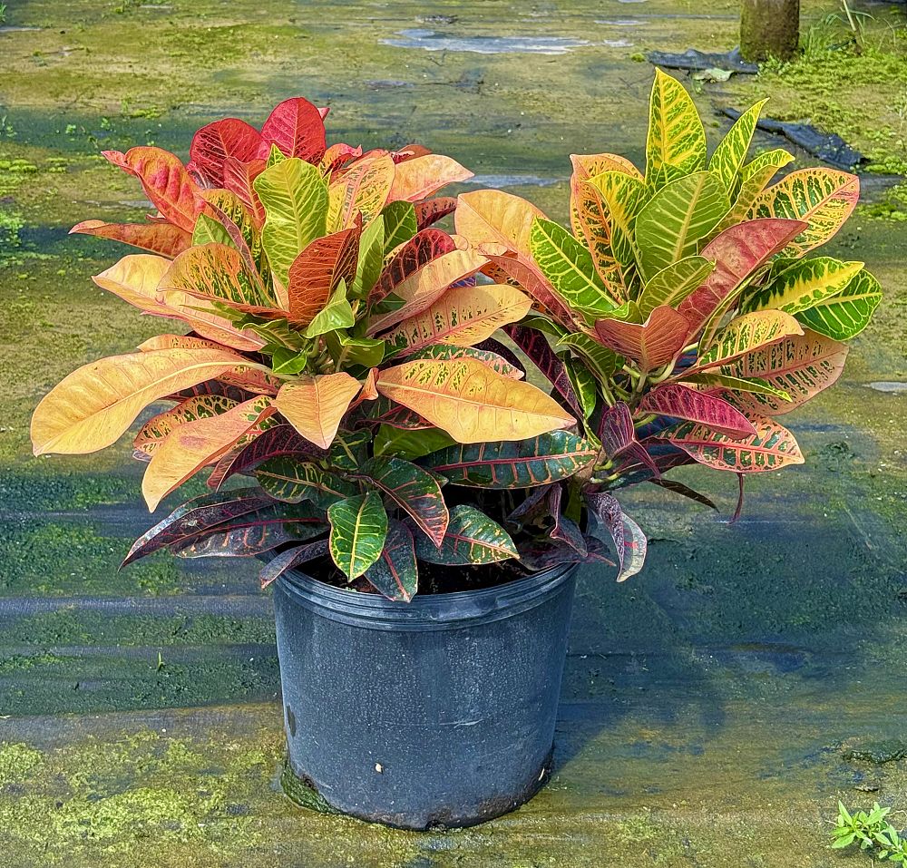 codiaeum-variegatum-petra-croton