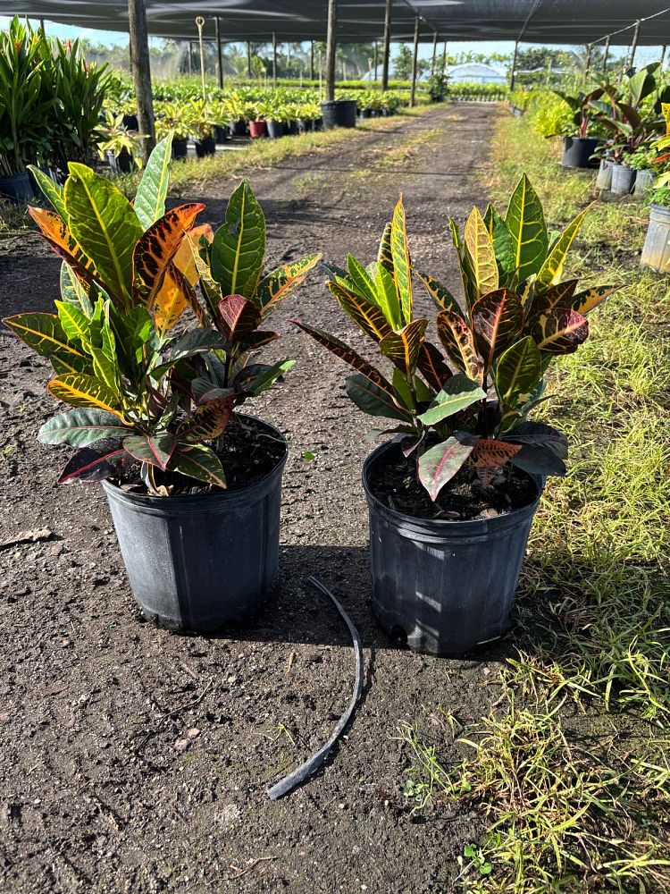 codiaeum-variegatum-petra-croton