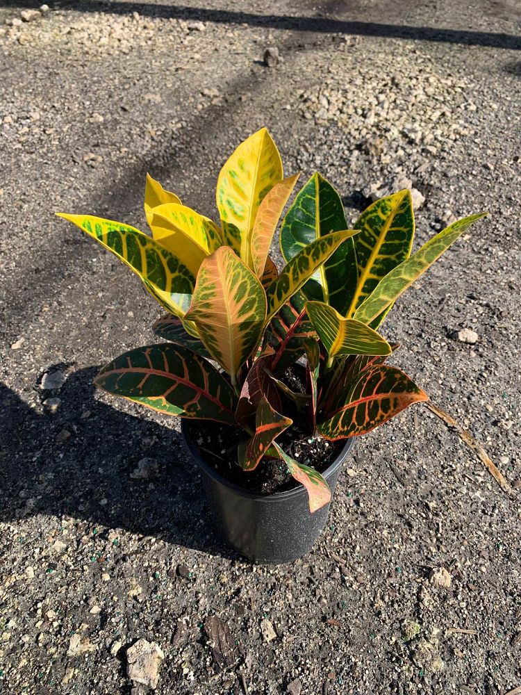 codiaeum-variegatum-petra-croton