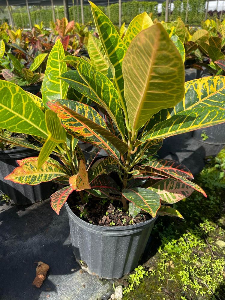 codiaeum-variegatum-petra-croton