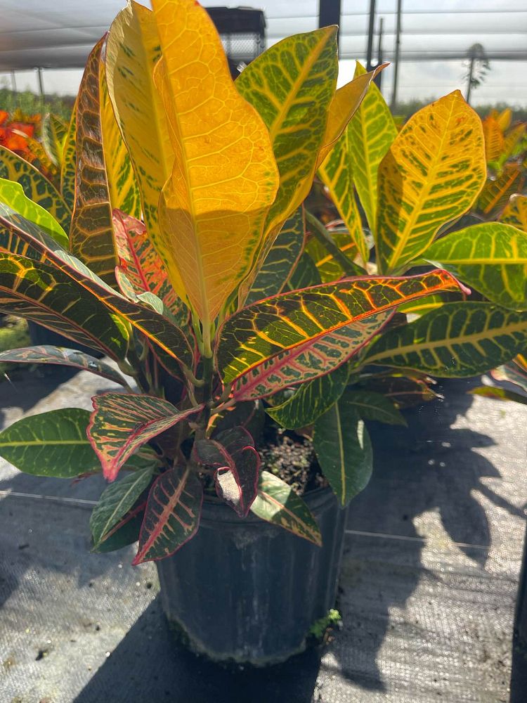codiaeum-variegatum-petra-croton