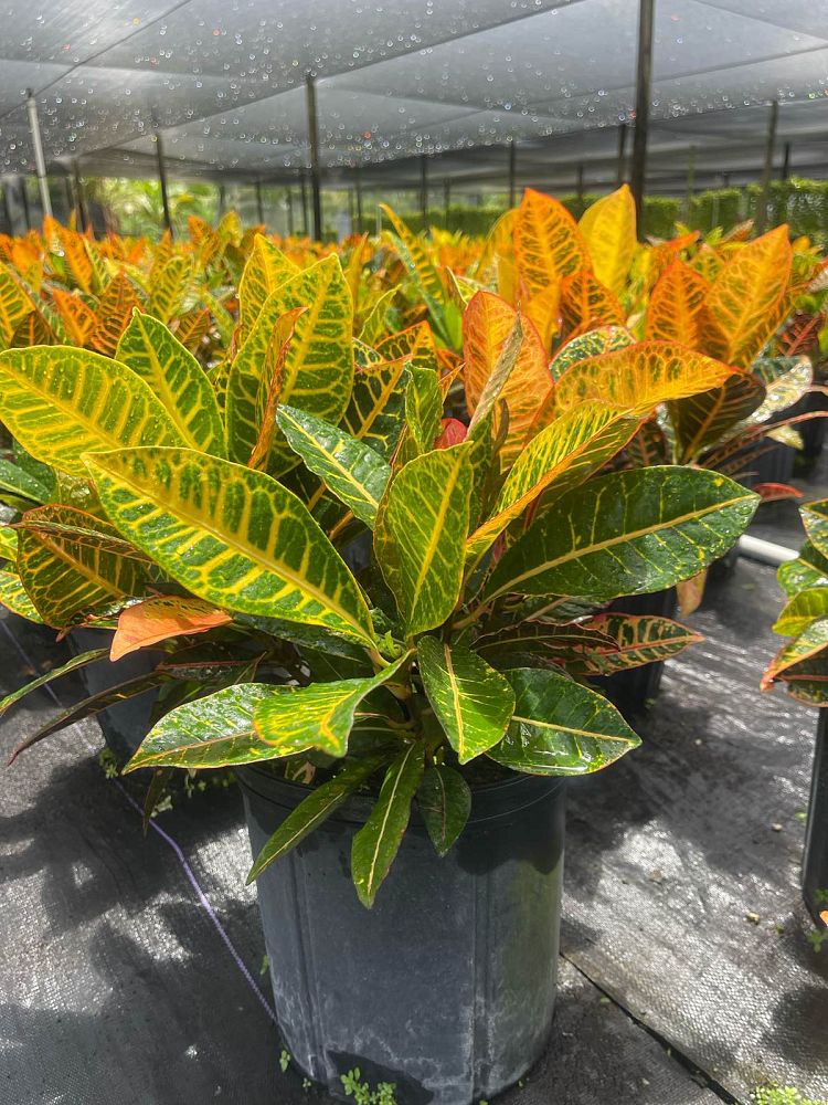 codiaeum-variegatum-petra-croton