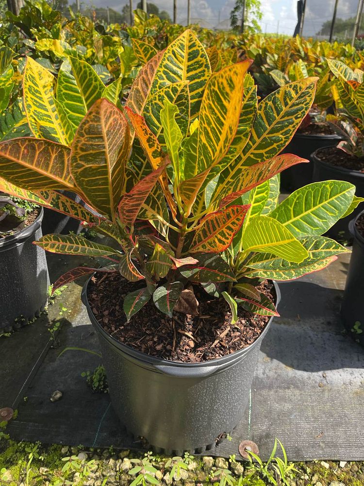 codiaeum-variegatum-petra-croton