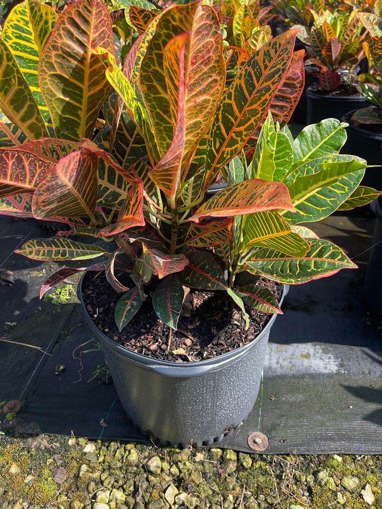codiaeum-variegatum-petra-croton