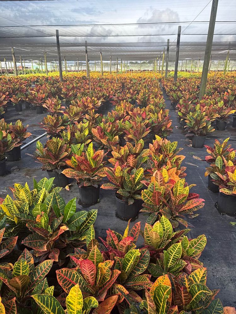 codiaeum-variegatum-petra-croton