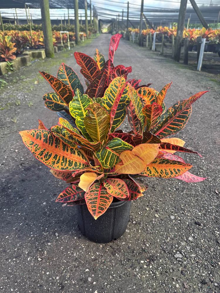 codiaeum-variegatum-petra-croton