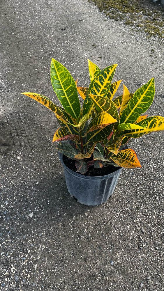codiaeum-variegatum-petra-croton