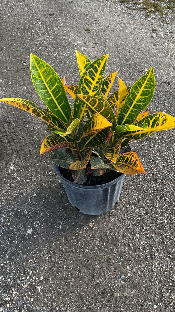 codiaeum-variegatum-petra-croton