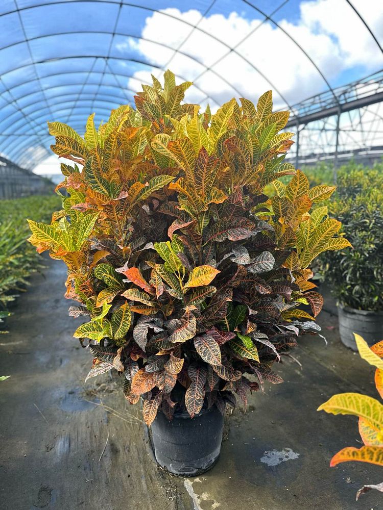 codiaeum-variegatum-petra-croton