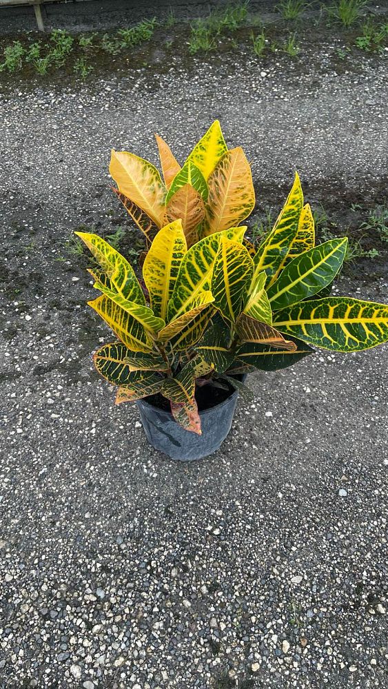 codiaeum-variegatum-petra-croton