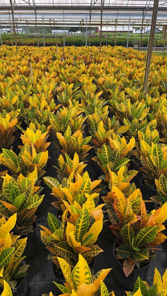 codiaeum-variegatum-petra-croton