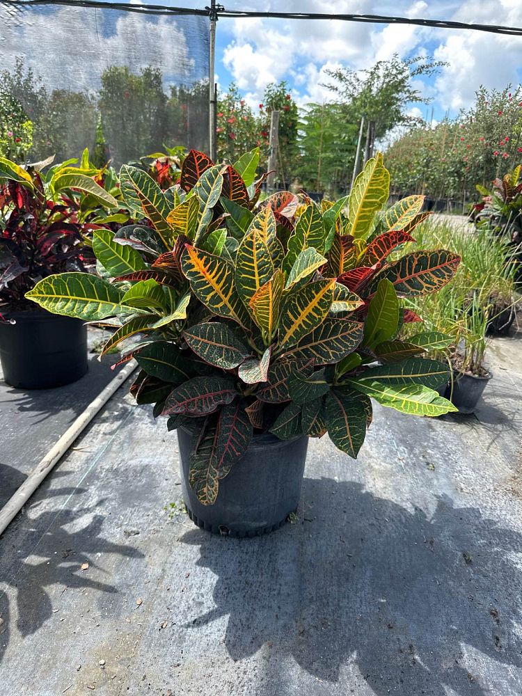 codiaeum-variegatum-petra-croton