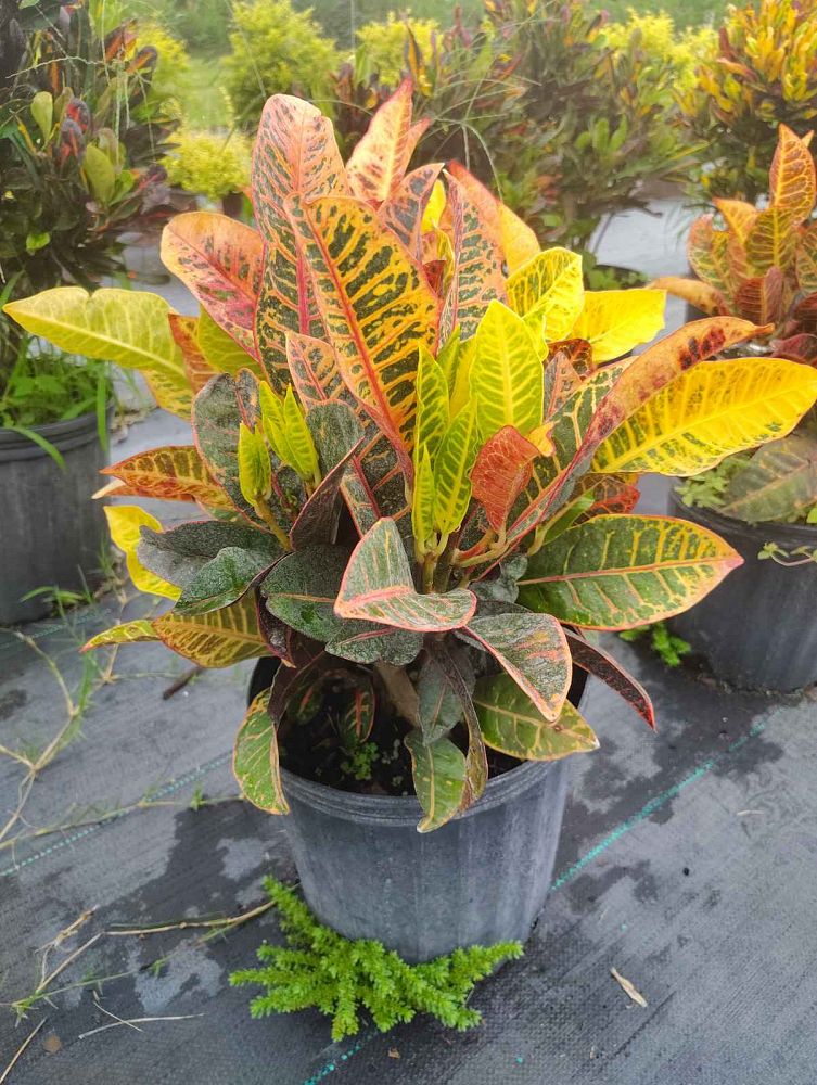codiaeum-variegatum-petra-croton