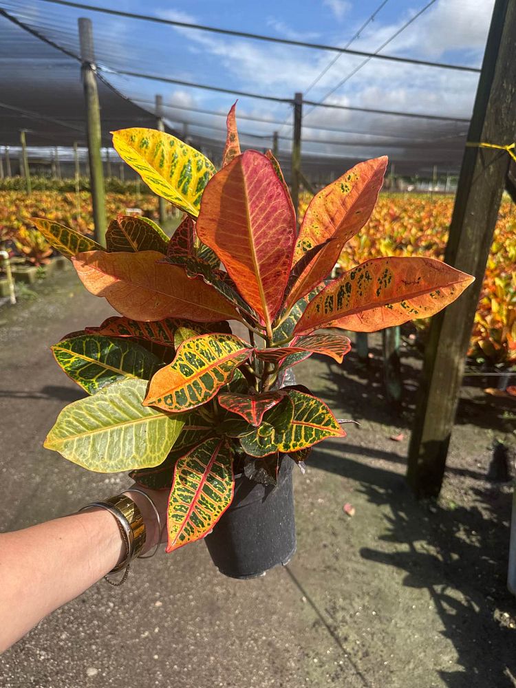 codiaeum-variegatum-petra-croton