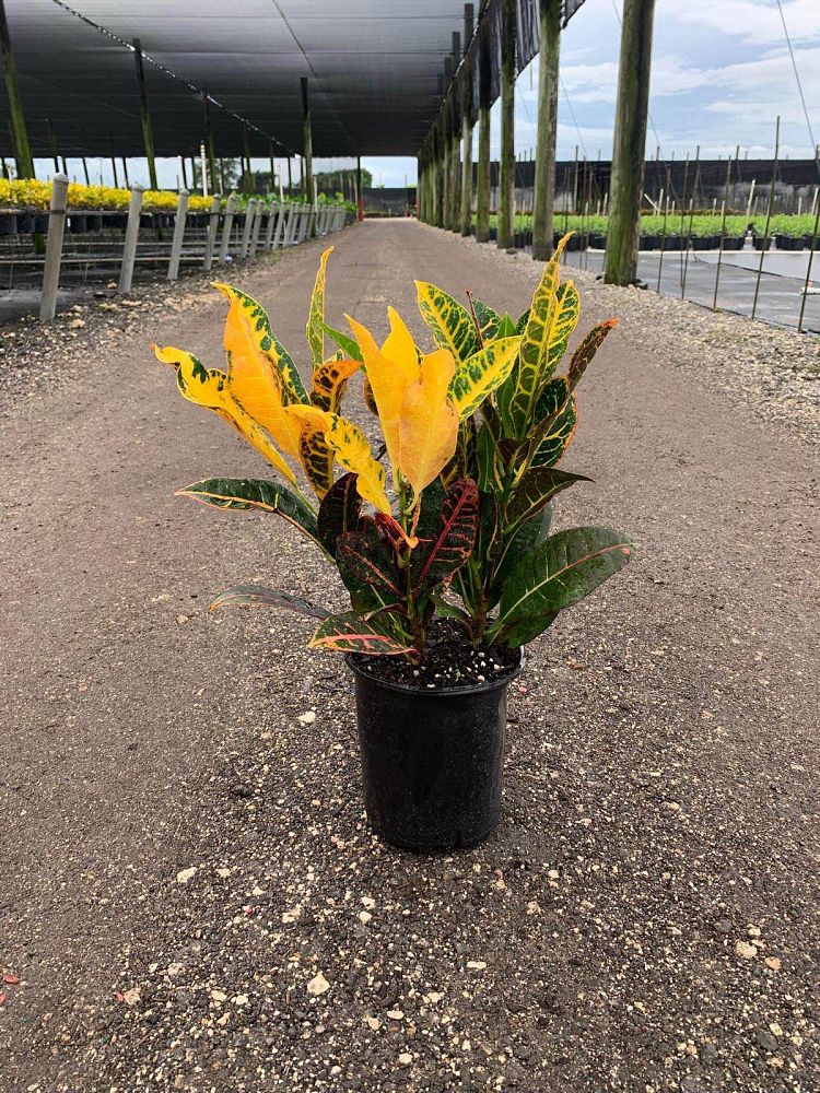 codiaeum-variegatum-petra-croton