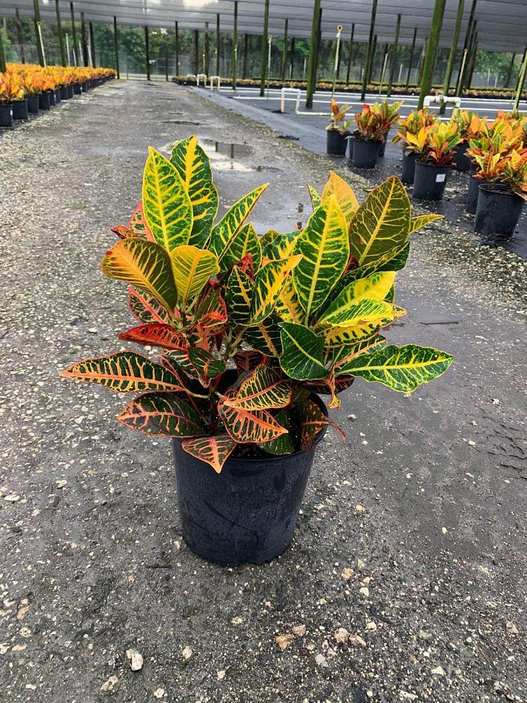 codiaeum-variegatum-petra-croton