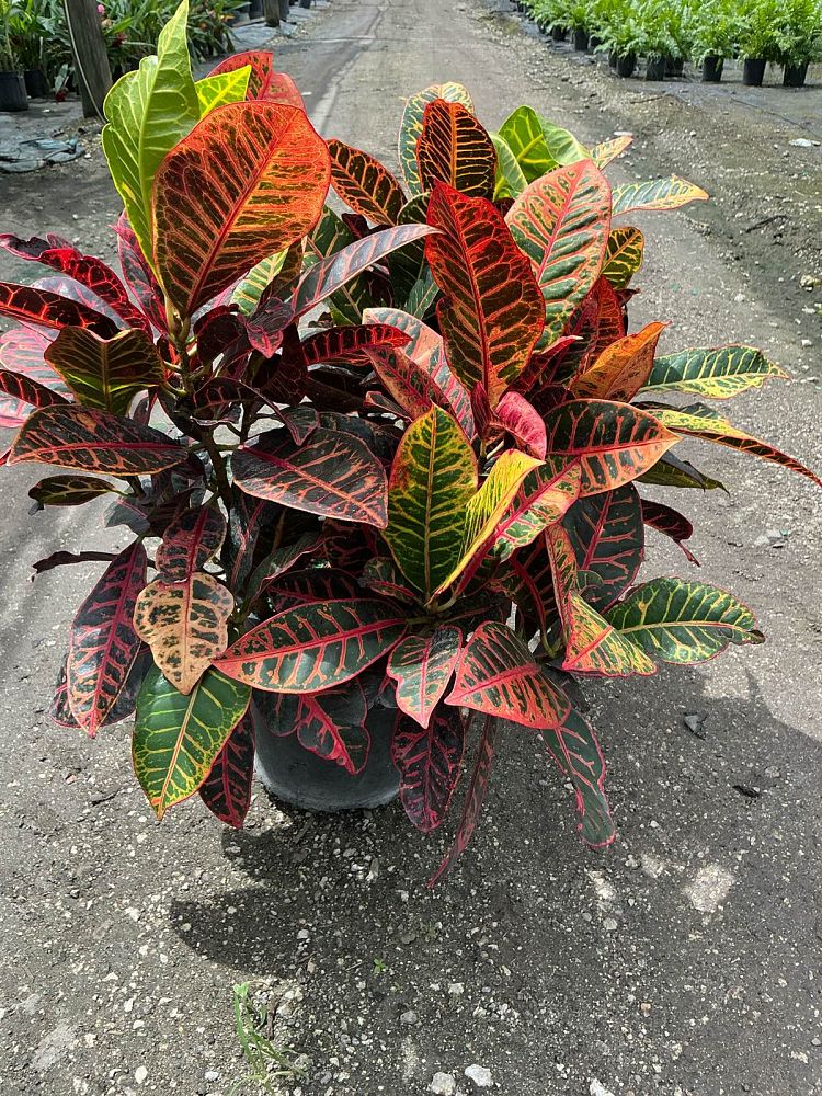 codiaeum-variegatum-petra-croton