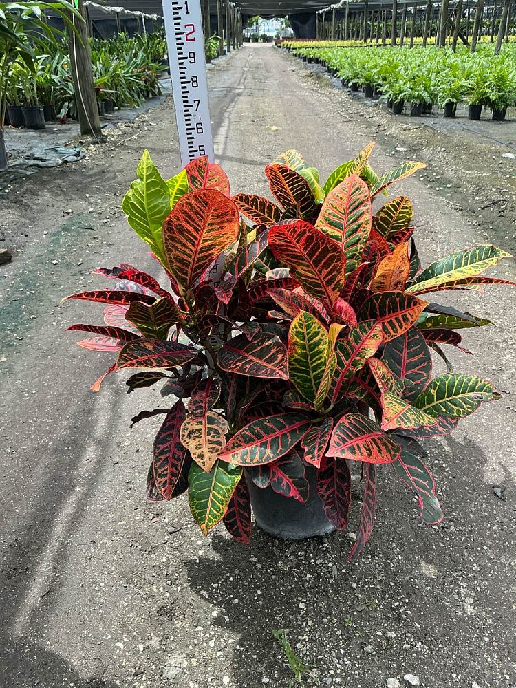 codiaeum-variegatum-petra-croton