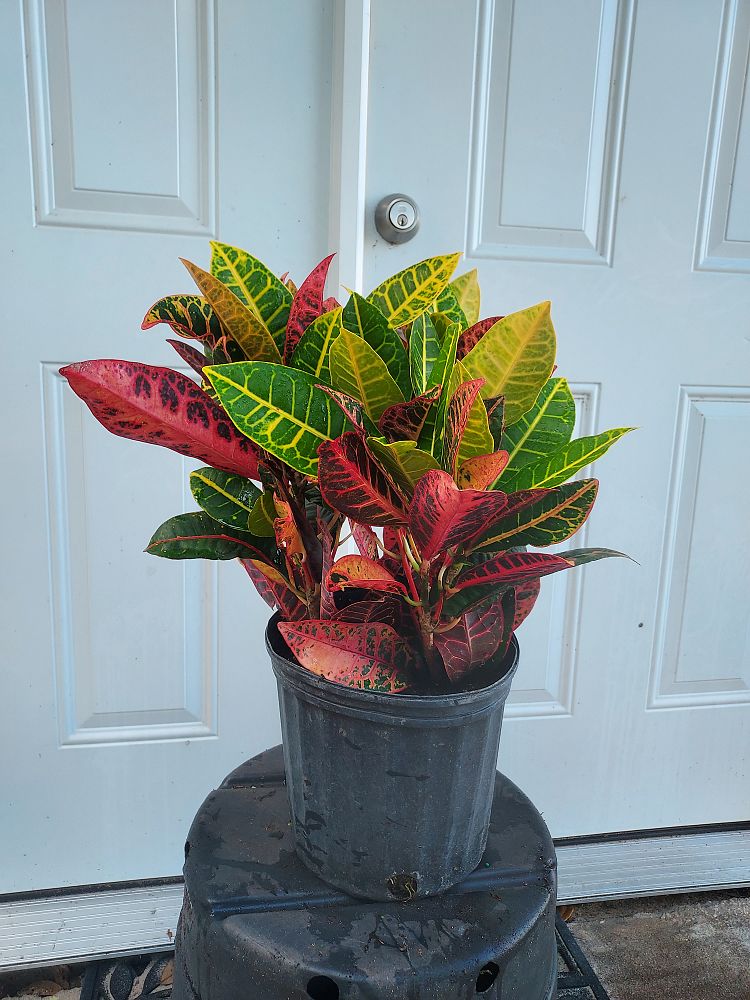 codiaeum-variegatum-petra-croton