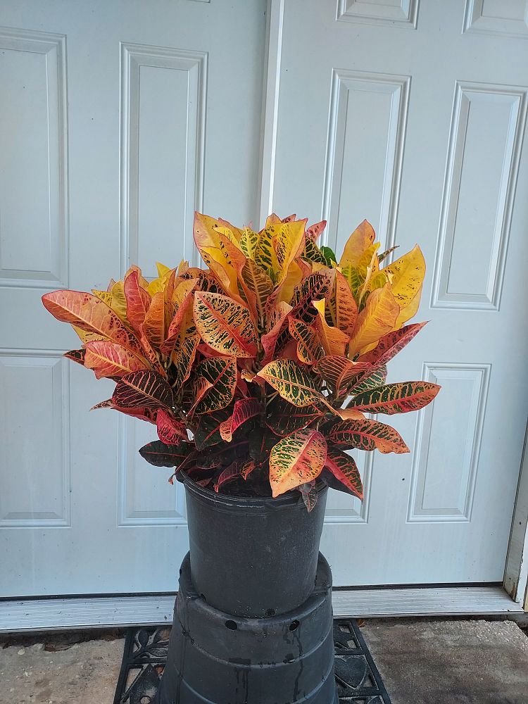 codiaeum-variegatum-petra-croton