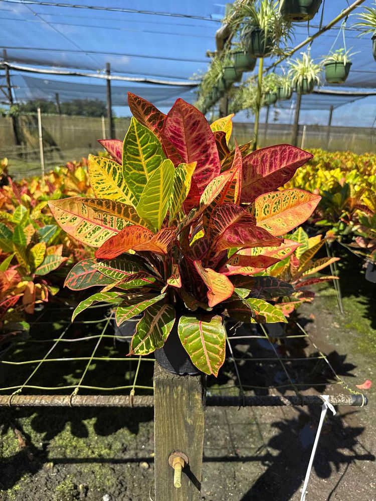 codiaeum-variegatum-petra-croton