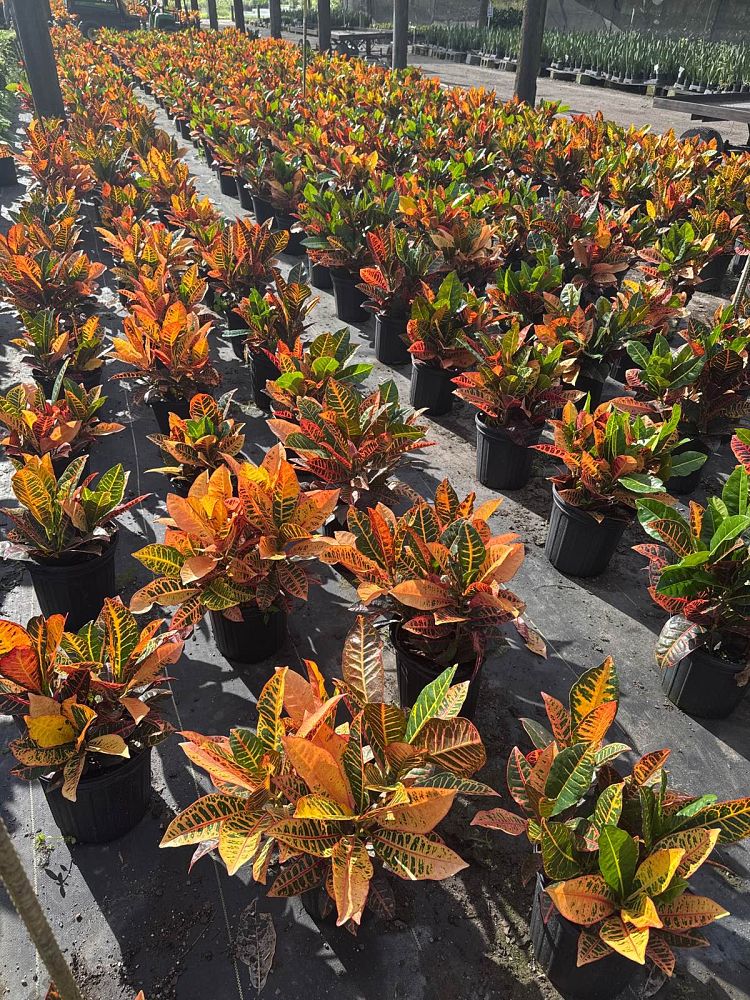 codiaeum-variegatum-petra-croton