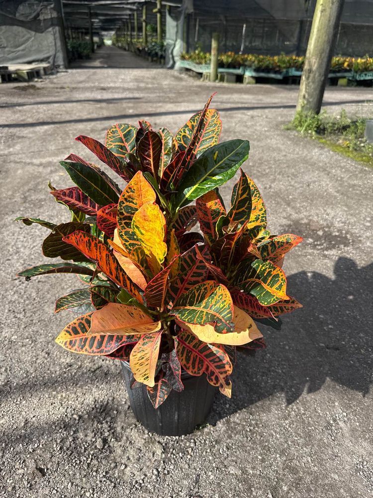 codiaeum-variegatum-petra-croton