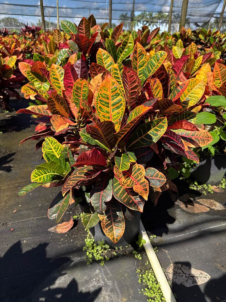codiaeum-variegatum-petra-croton