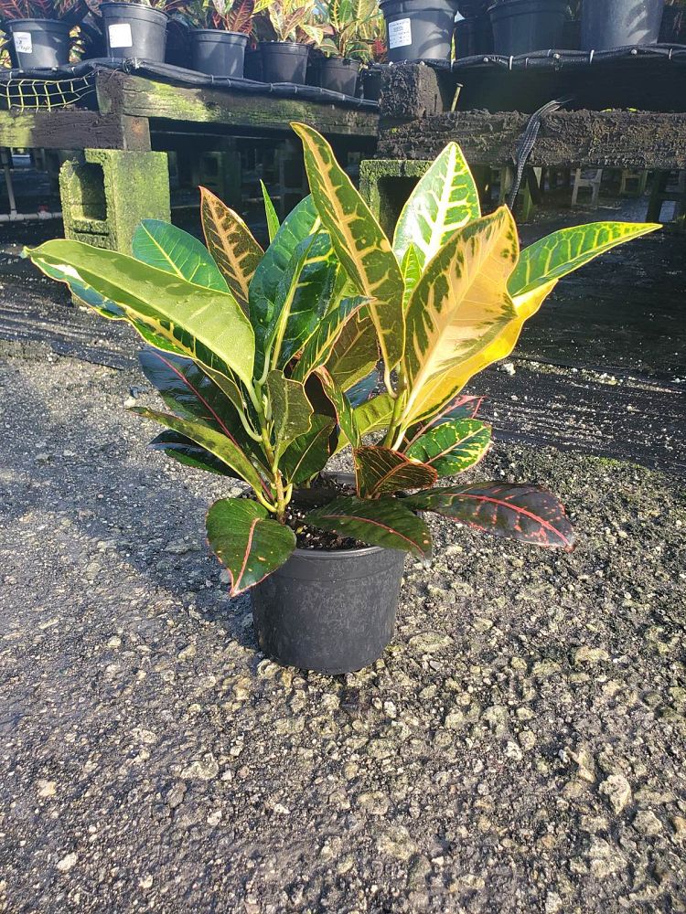 codiaeum-variegatum-petra-croton