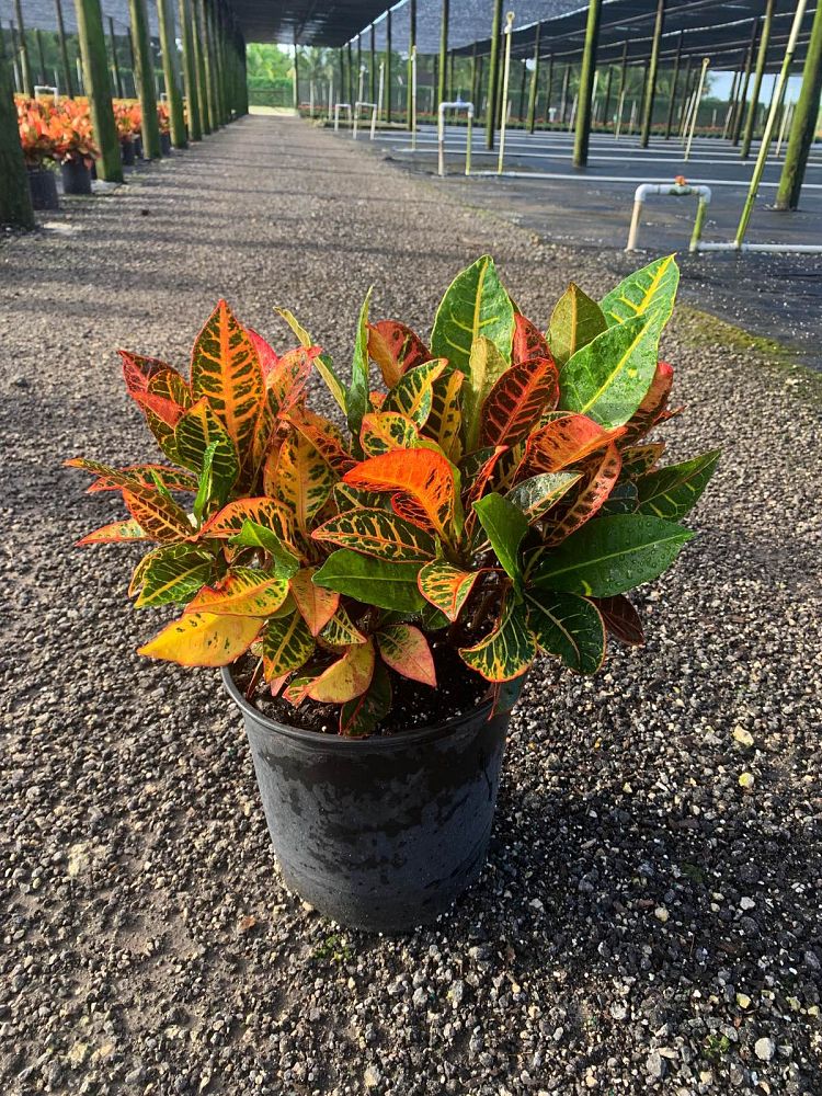 codiaeum-variegatum-petra-croton