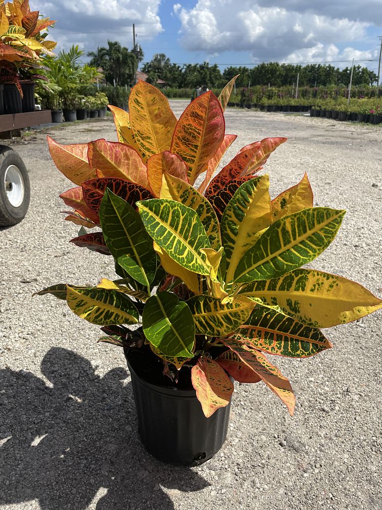 codiaeum-variegatum-petra-croton