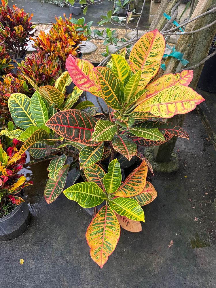 codiaeum-variegatum-petra-croton