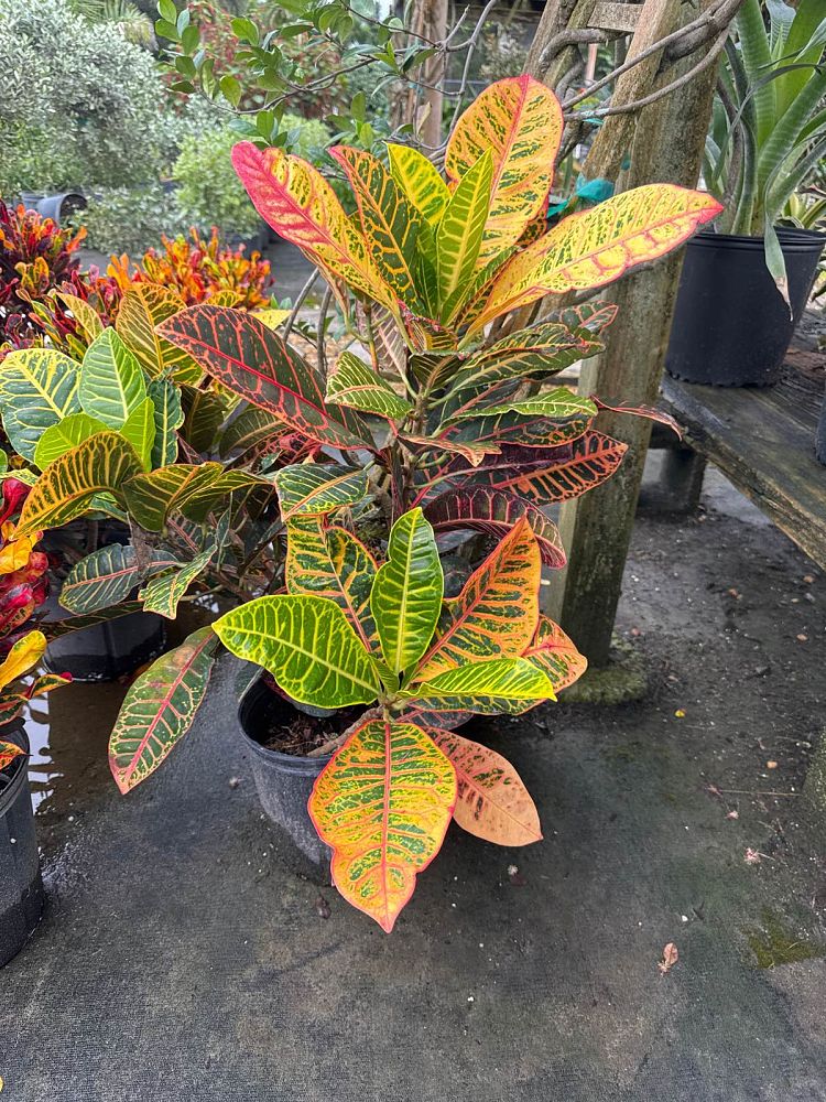 codiaeum-variegatum-petra-croton