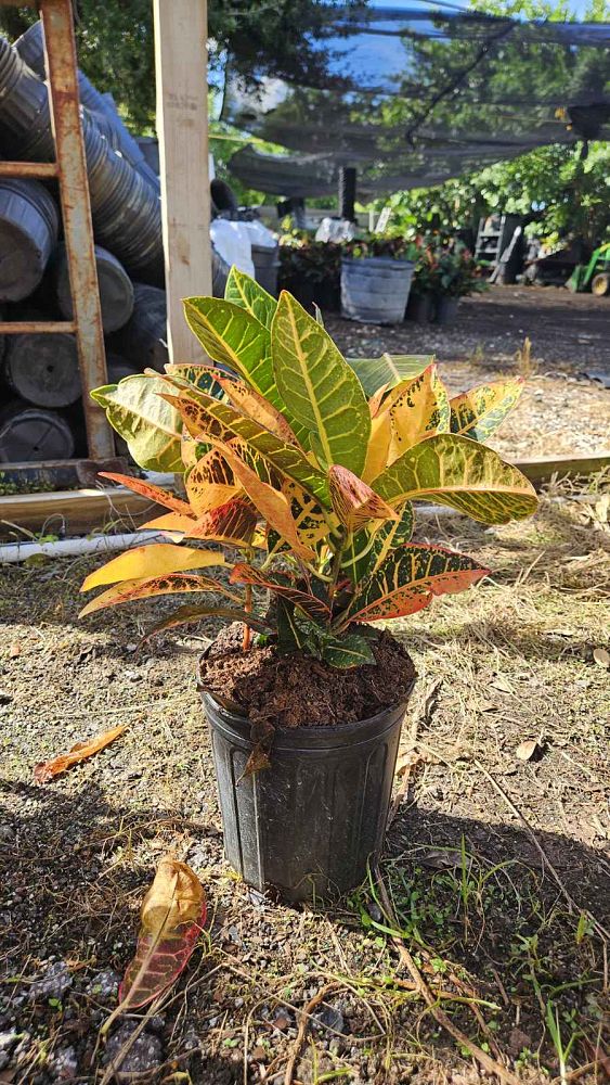 codiaeum-variegatum-petra-croton