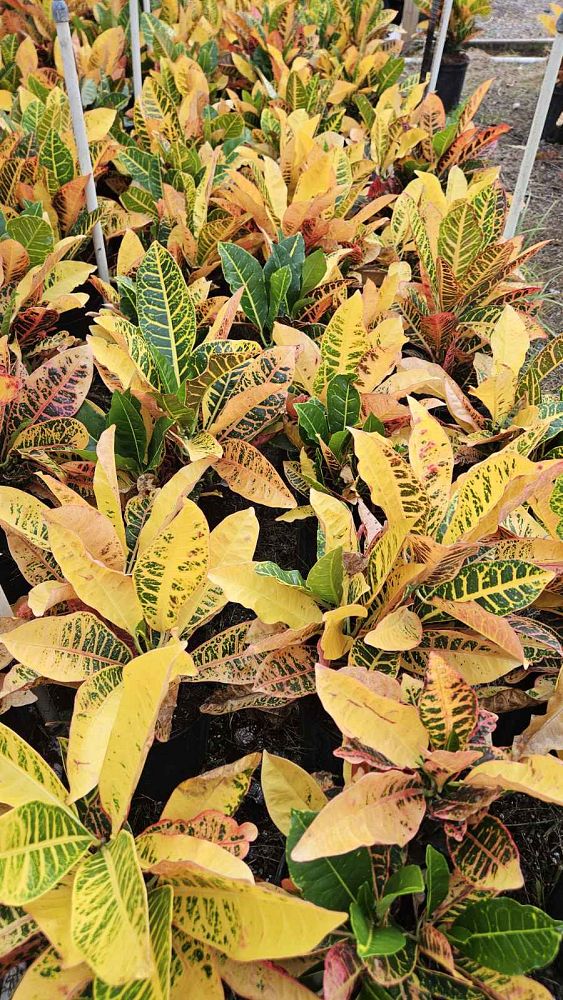codiaeum-variegatum-petra-croton
