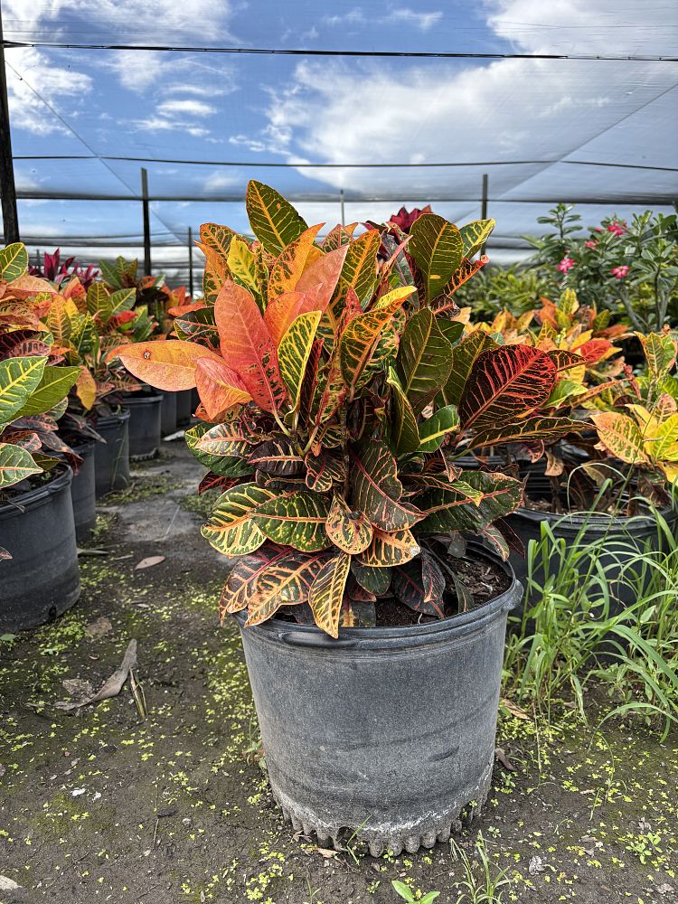 codiaeum-variegatum-petra-croton