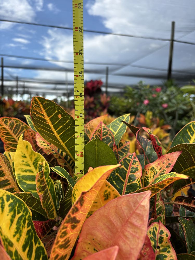 codiaeum-variegatum-petra-croton