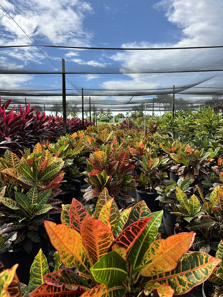 codiaeum-variegatum-petra-croton