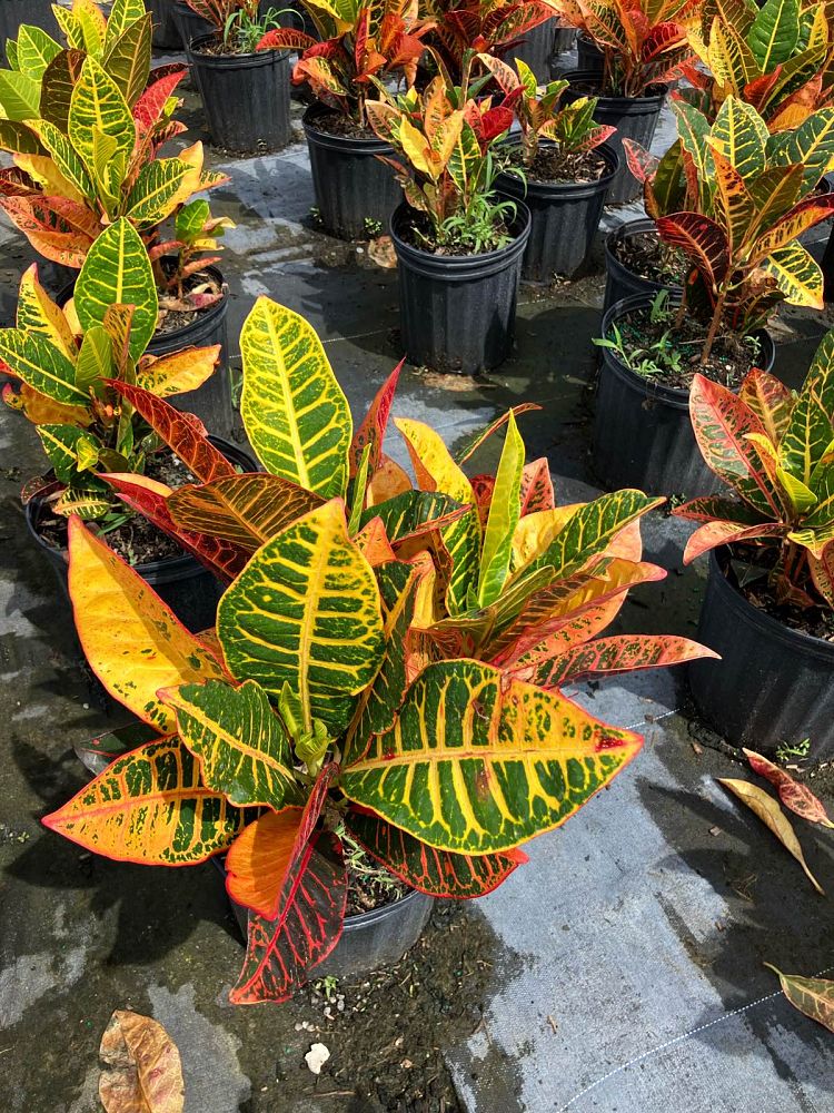 codiaeum-variegatum-petra-croton