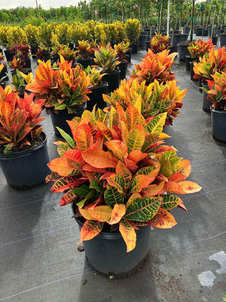 codiaeum-variegatum-petra-croton