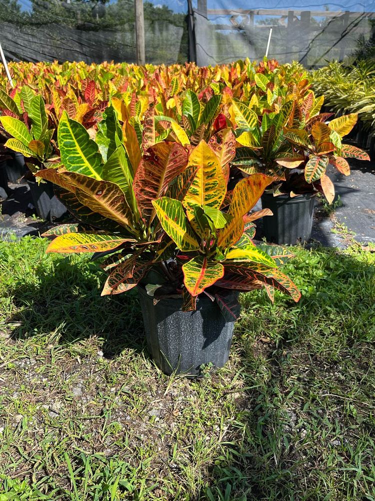 codiaeum-variegatum-petra-croton