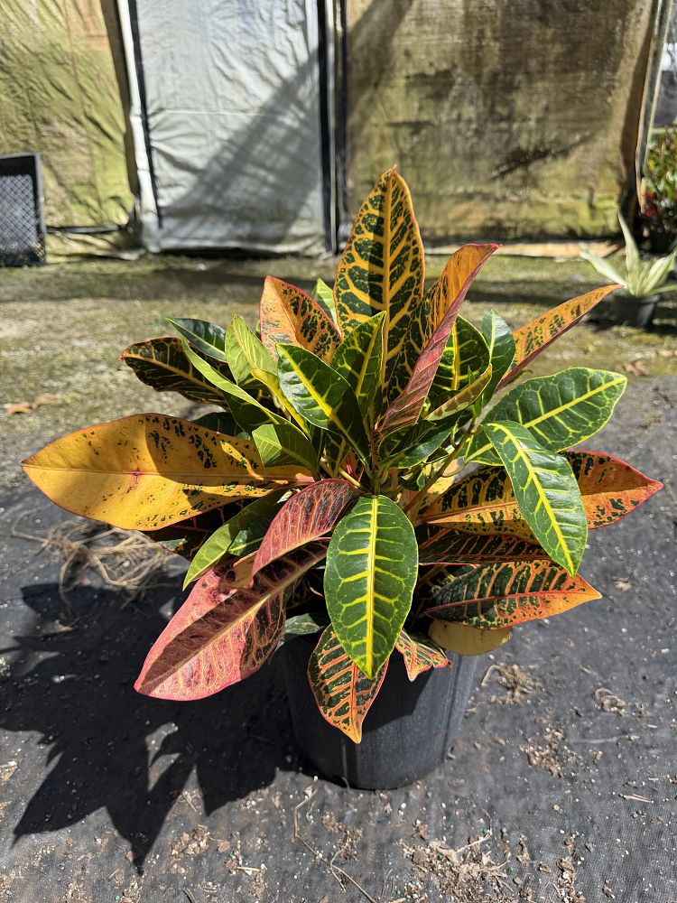 codiaeum-variegatum-petra-croton