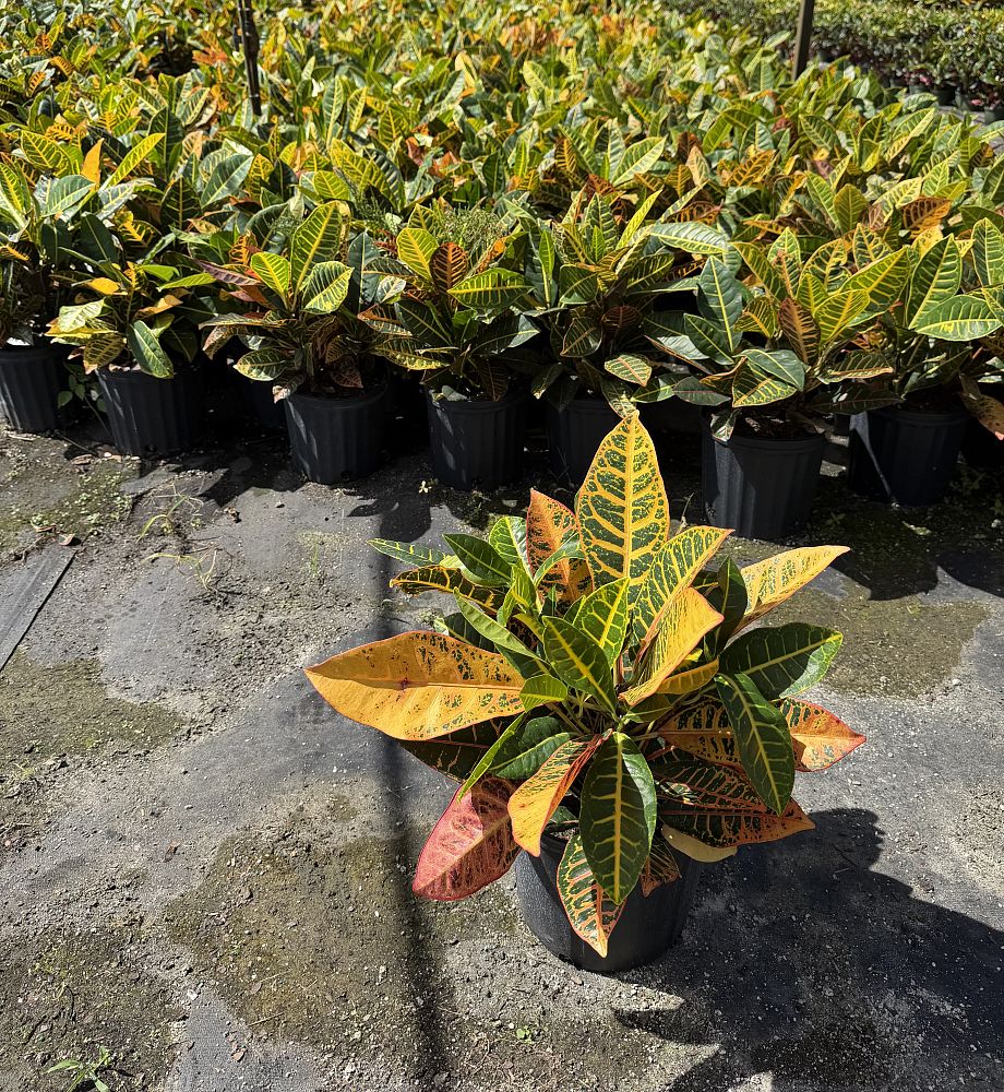 codiaeum-variegatum-petra-croton