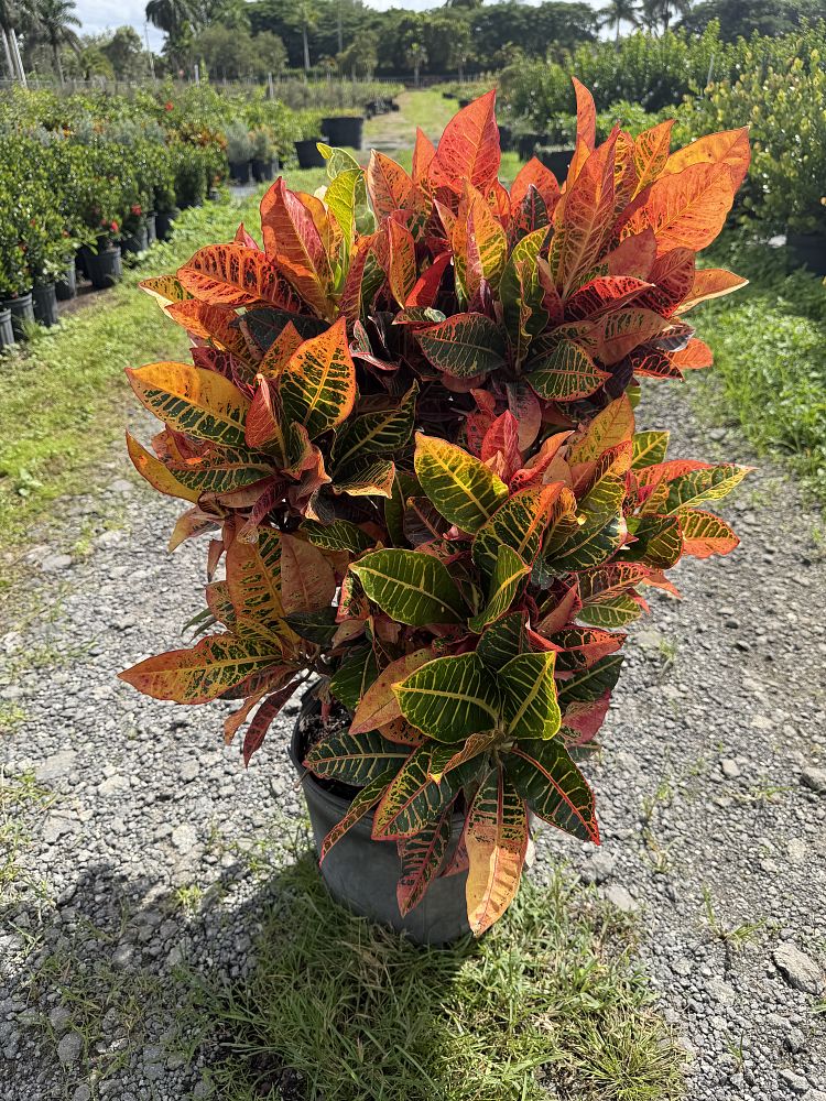 codiaeum-variegatum-petra-croton