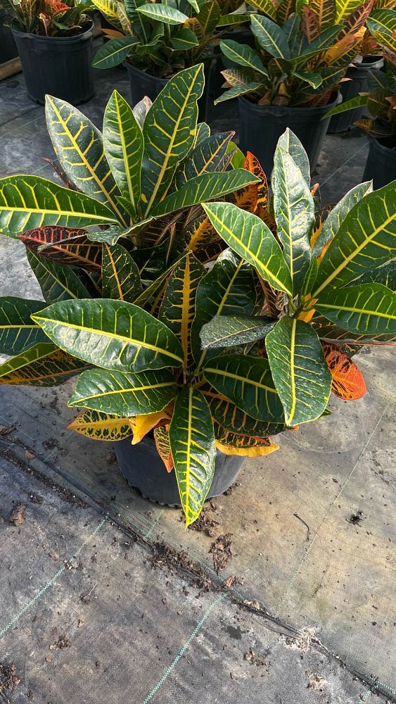 codiaeum-variegatum-petra-croton