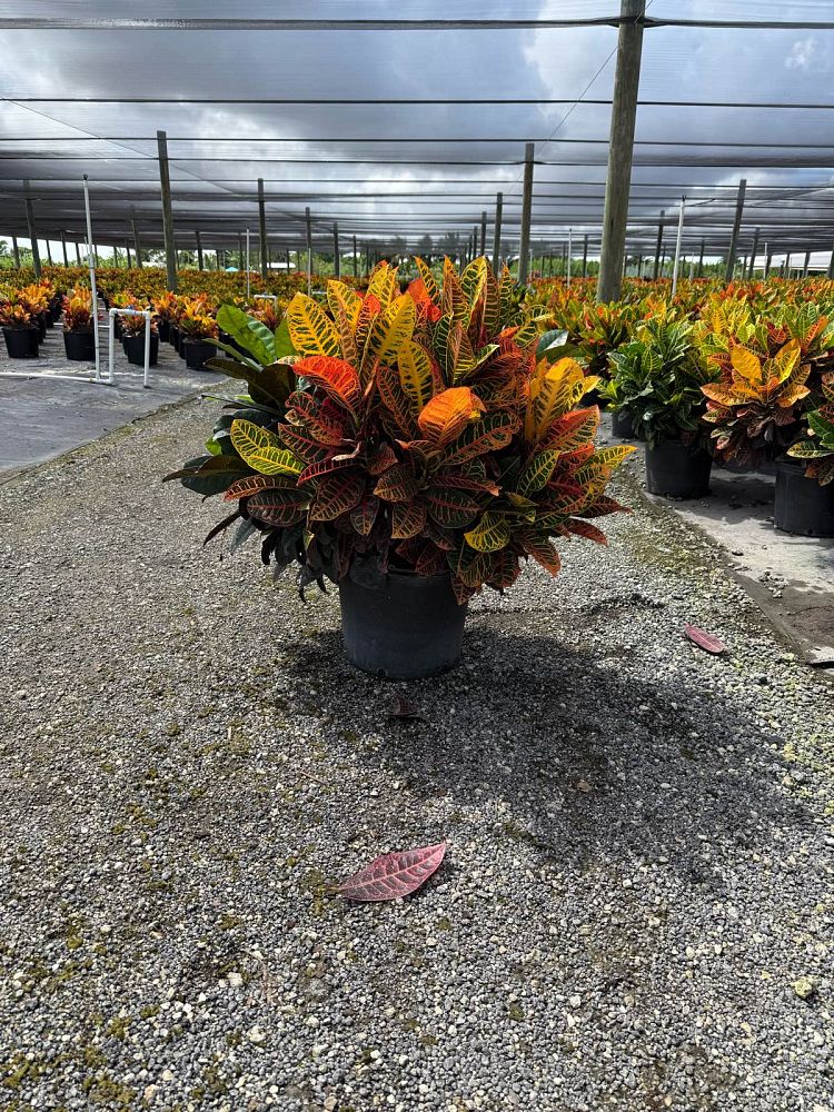 codiaeum-variegatum-petra-croton