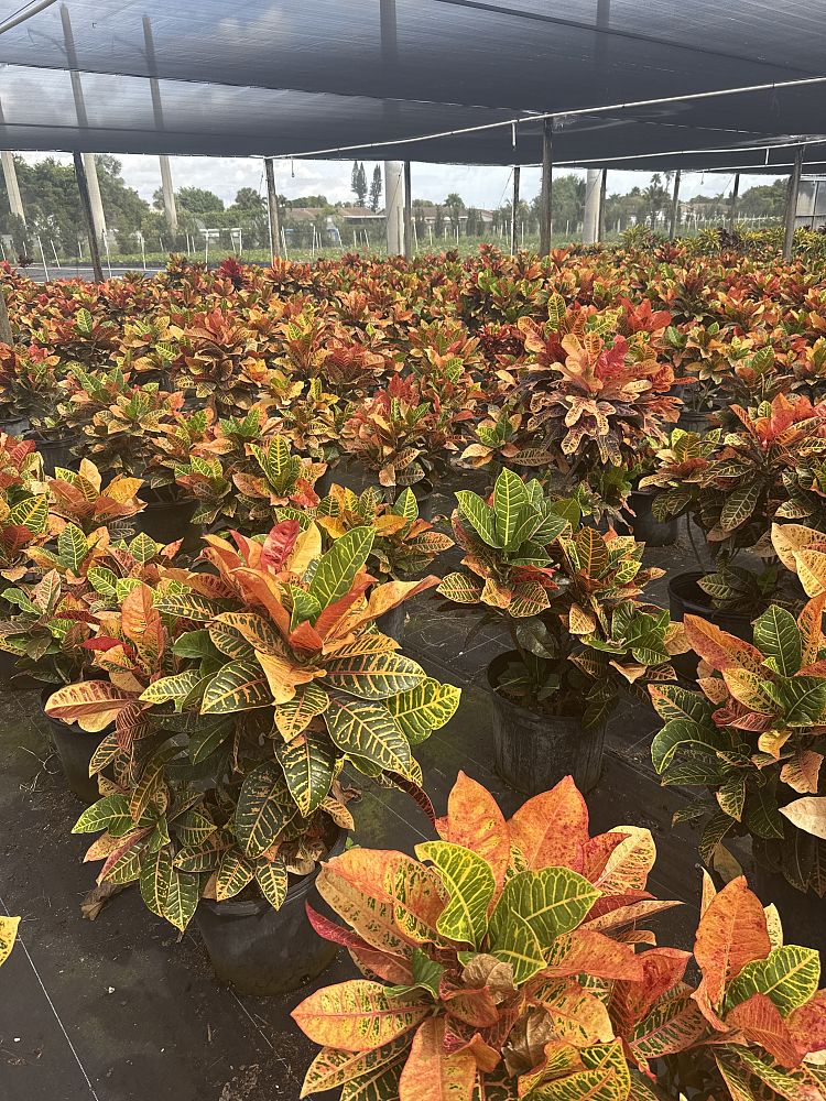 codiaeum-variegatum-petra-croton