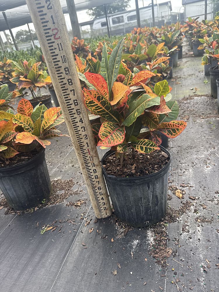 codiaeum-variegatum-petra-croton