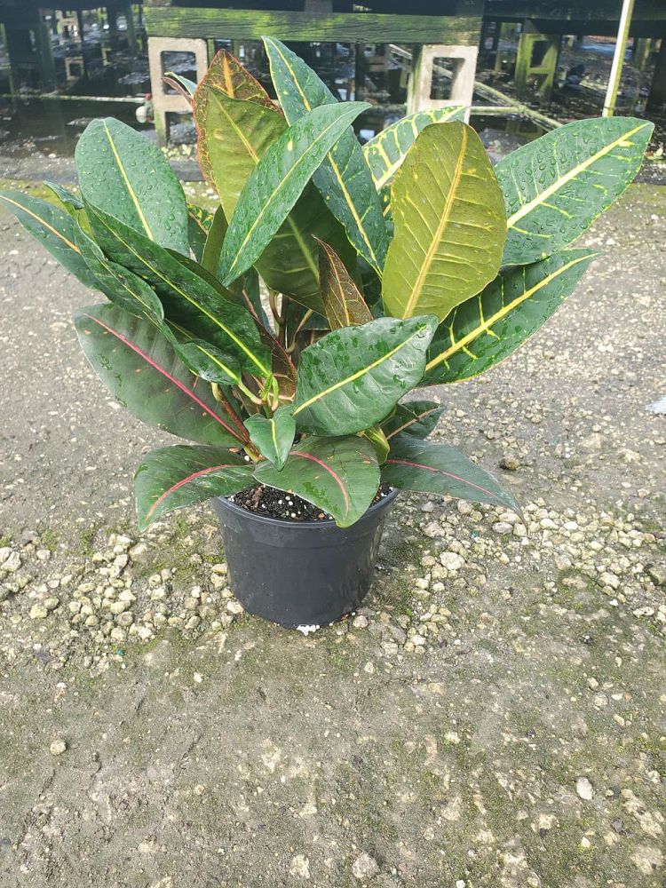 codiaeum-variegatum-petra-croton